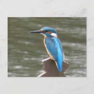 Postal Postcard de Cute Kingfisher