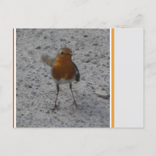 Postal Postcard de Cute Robin DIY