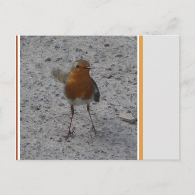 Postal Postcard de Cute Robin DIY (Anverso)