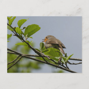 Postal Postcard de Cute Singing Robin DIY