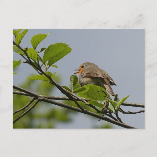 Postal Postcard de Cute Singing Robin DIY (Anverso)