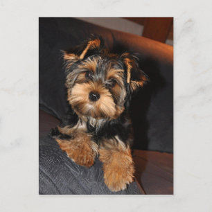 Postal Postcard de Cute Yorkshire Terrier Yorkie