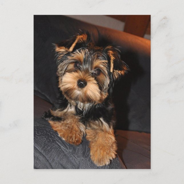 Postal Postcard de Cute Yorkshire Terrier Yorkie (Anverso)