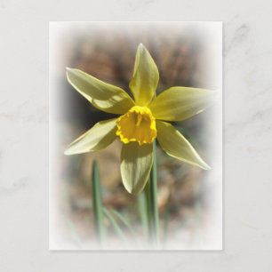 Postal Postcard de Daffodill