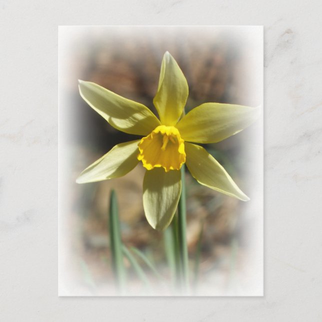 Postal Postcard de Daffodill (Anverso)