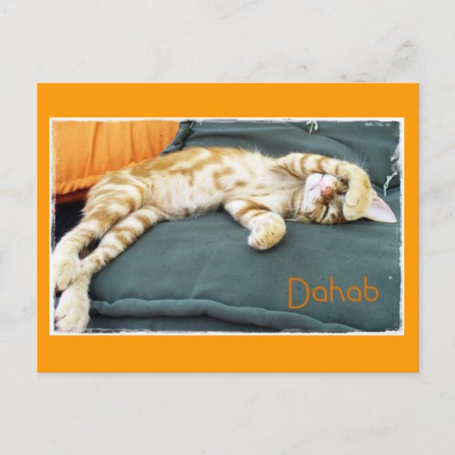 Postal Postcard de Dahab Cat Daze (Anverso)