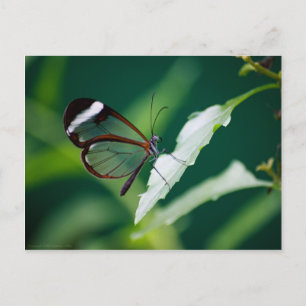 Postal Postcard de Dana