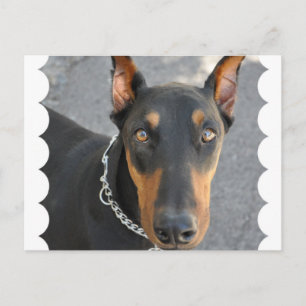 Postal Postcard de Doberman Pinscher