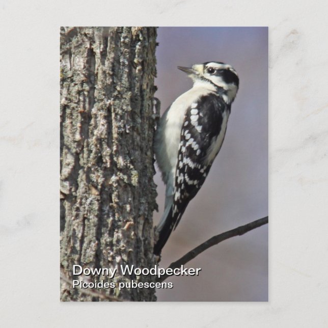 Postal Postcard de Downy Woodpecker (Anverso)