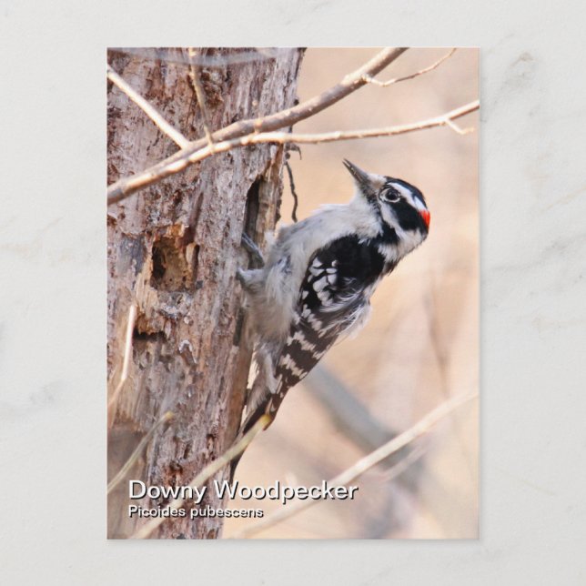 Postal Postcard de Downy Woodpecker (Anverso)