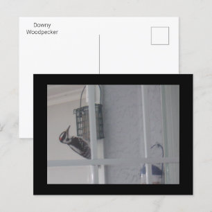 Postal Postcard de Downy Woodpecker