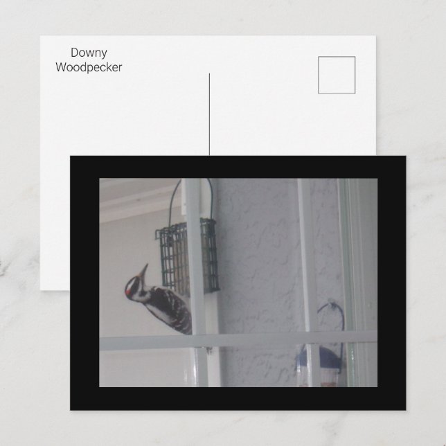 Postal Postcard de Downy Woodpecker (Anverso / Reverso)