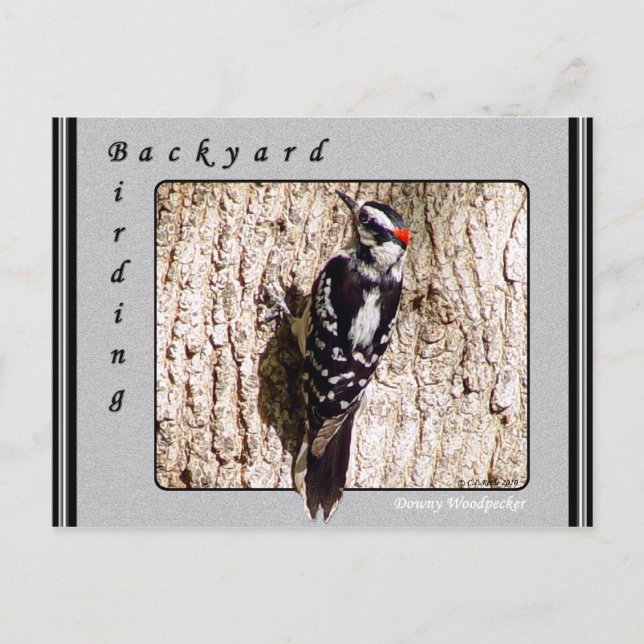 Postal Postcard de Downy Woodpecker (Anverso)