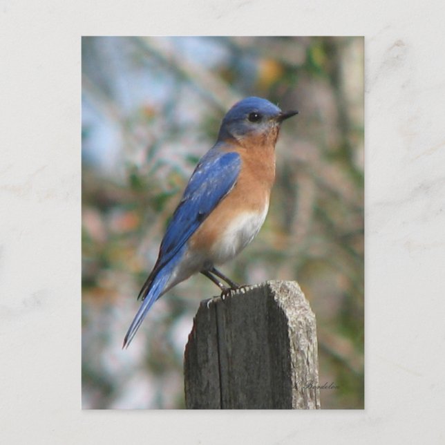 Postal Postcard de East Bluebird (Anverso)