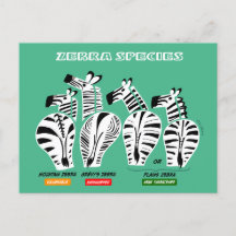 Postcard de especies cebra
