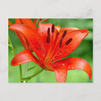 Postal Postcard de Firecracker Lilly