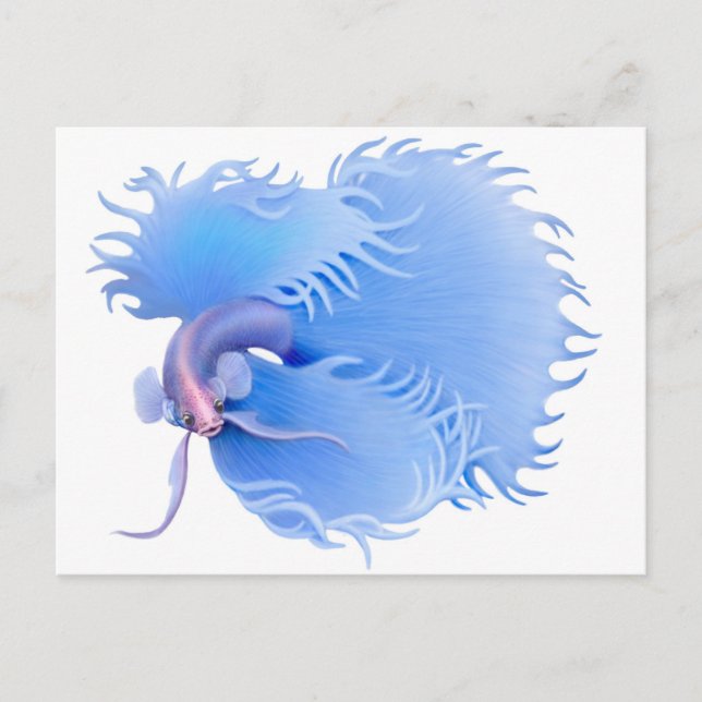 Postal Postcard de Flaring Betta Splendens (Anverso)