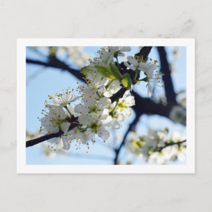 Postal Postcard de flores de ciruela
