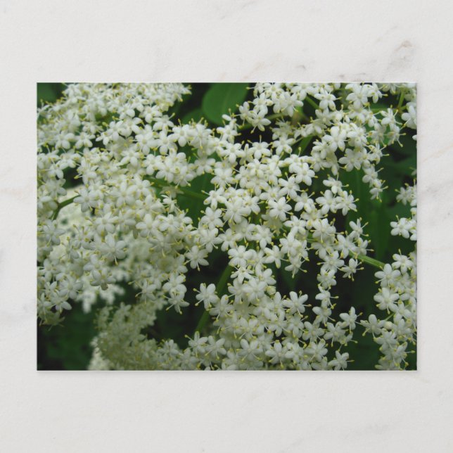 Postal Postcard de flores de Elderberry (Anverso)