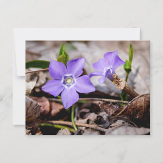 Postal Postcard de flores de perwinkle