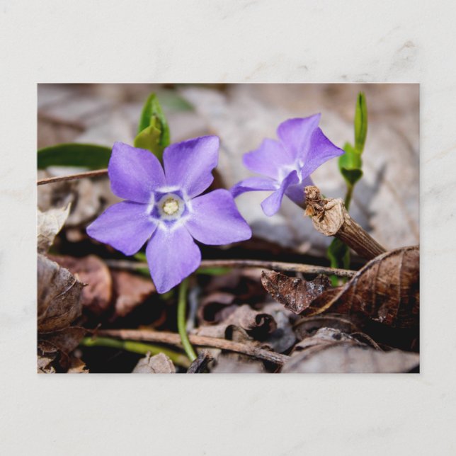 Postal Postcard de flores de perwinkle (Anverso)