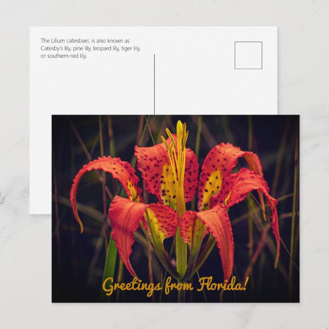 Postal Postcard de Florida Pine Lily (Anverso / Reverso)
