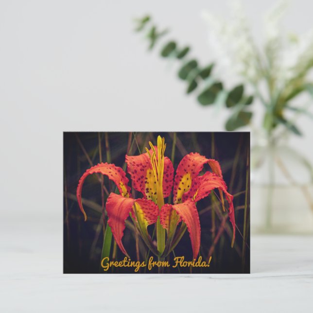 Postal Postcard de Florida Pine Lily (Anverso de pie)