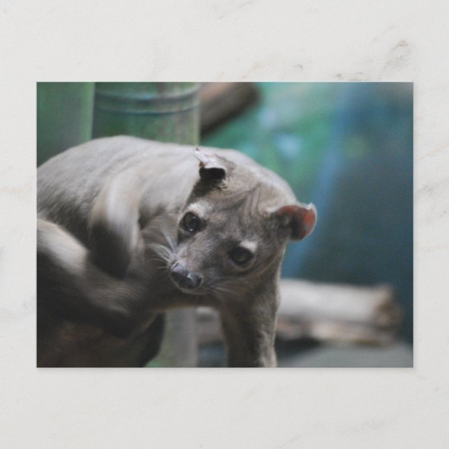 Postal Postcard de Fossa (Anverso)