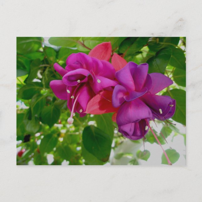 Postal Postcard de Fuschia (Anverso)