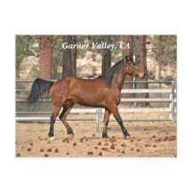 Postcard de Garner Valley