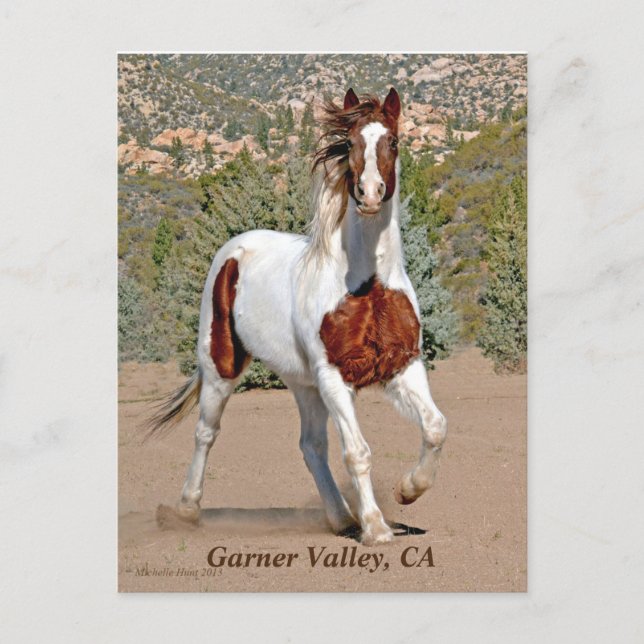 Postal Postcard de Garner Valley (Anverso)