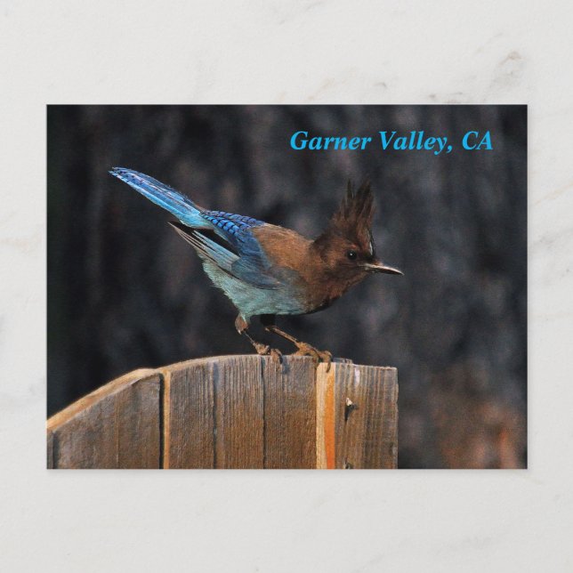 Postal Postcard de Garner Valley (Anverso)
