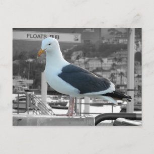 Postal Postcard de gaviota