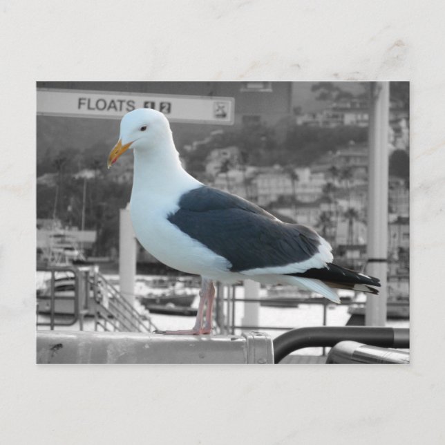 Postal Postcard de gaviota (Anverso)