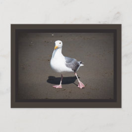Postal Postcard de gaviota