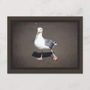 Postal Postcard de gaviota