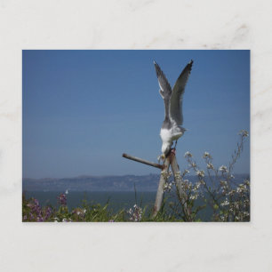 Postal Postcard de gaviota