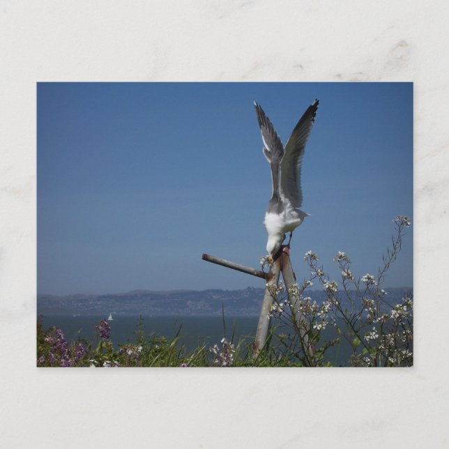 Postal Postcard de gaviota (Anverso)