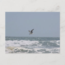 Postal Postcard de gaviota