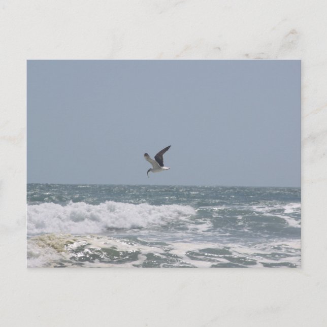Postal Postcard de gaviota (Anverso)