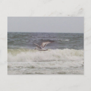 Postal Postcard de gaviota