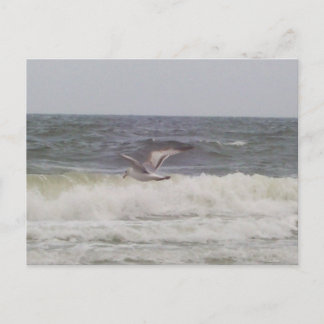 Postal Postcard de gaviota
