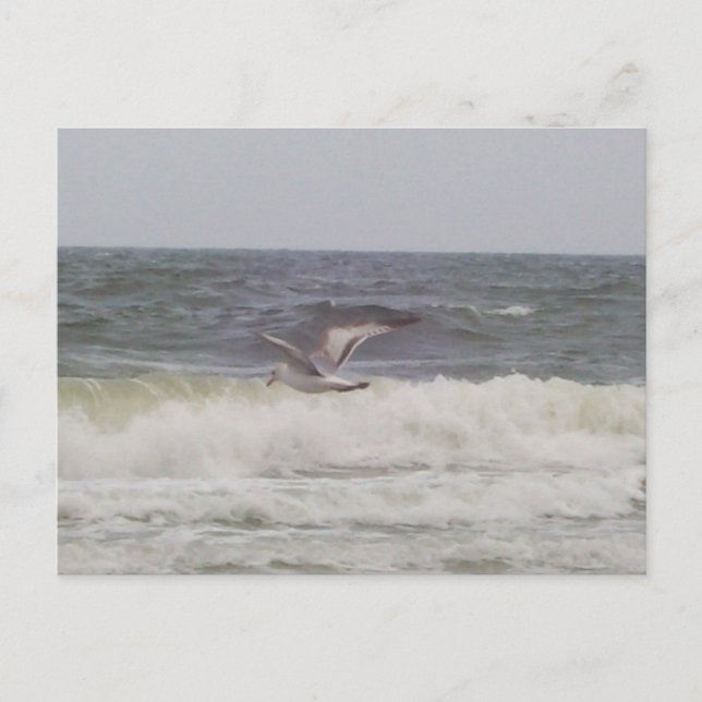 Postal Postcard de gaviota (Anverso)