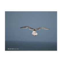 Postcard de gaviota