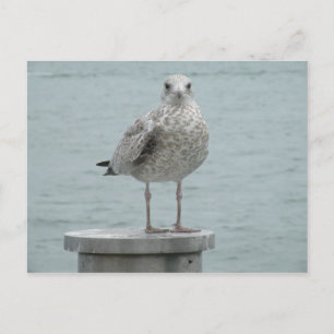 Postal Postcard de gaviota