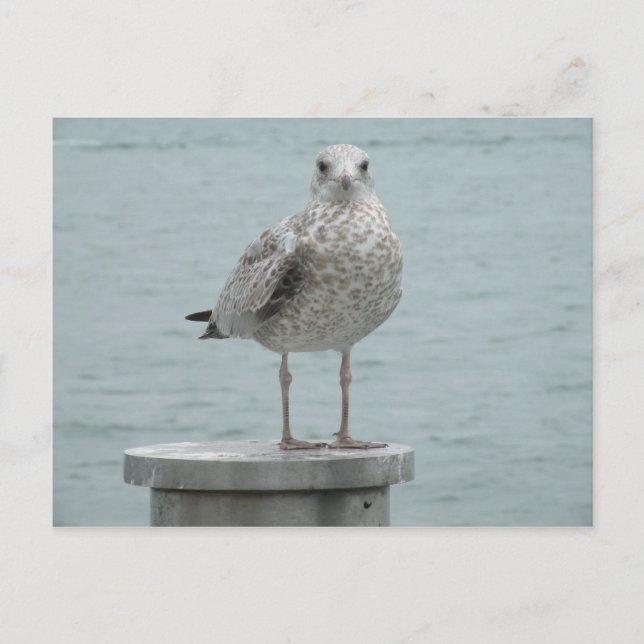 Postal Postcard de gaviota (Anverso)