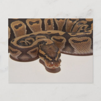 Postal Postcard de Ghost Ball Python