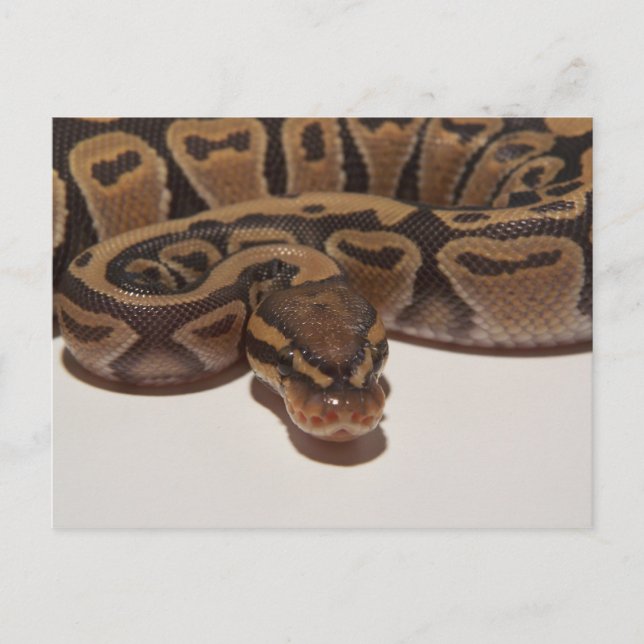 Postal Postcard de Ghost Ball Python (Anverso)