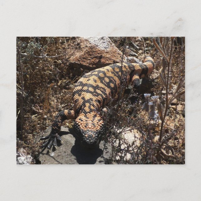 Postal Postcard de Gila (Anverso)