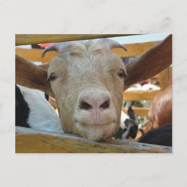 Postal Postcard de Goat Hello (Anverso)
